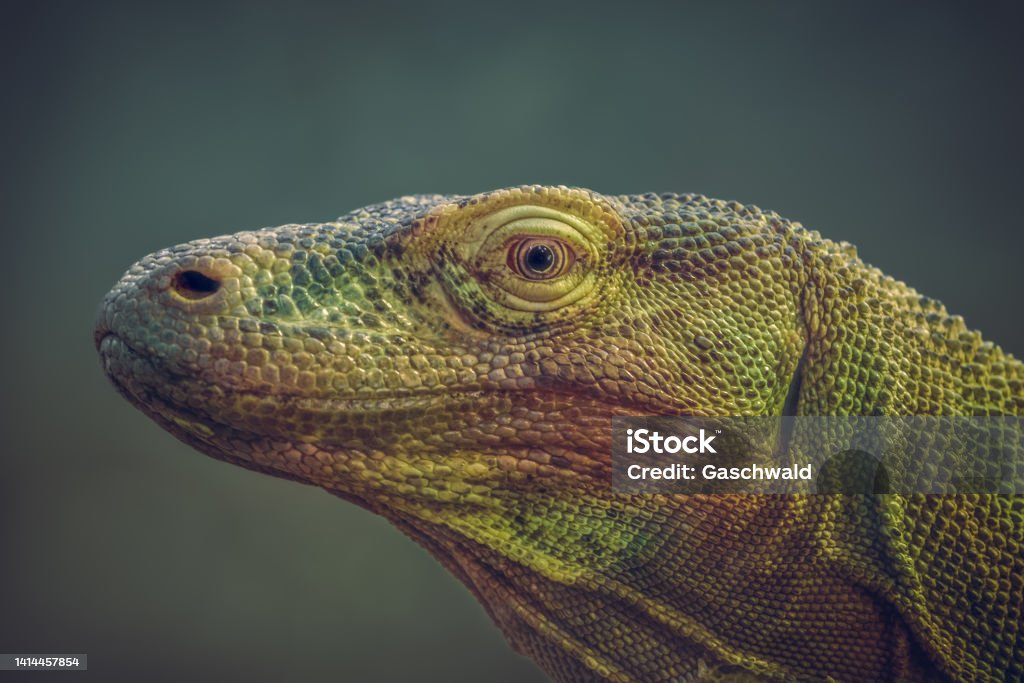 Close-up portrait photo of a Komodo dragon (Varanus komodoensis), also known as Komodo monitor - Royalty-free Komodo Ejderi Stok görsel