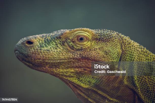 Closeup Portrait Photo Of A Komodo Dragon Also Known As Komodo Monitor Stok Fotoğraflar & Komodo Ejderi‘nin Daha Fazla Resimleri