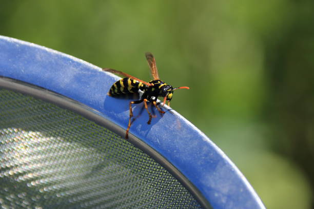 istock Wasp crawls on a ring of metal 1414457996