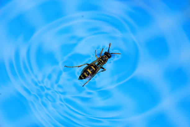 istock Wasp floats on the water surface in summer 1414458109