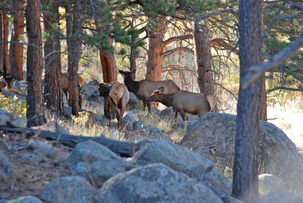 Elk A herd of elk in the timber bull pine stock pictures, royalty-free photos & images
