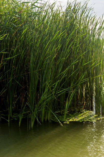 istock a reeds on the river water 1414458539