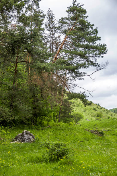 istock some pines on the edge of the forest 1414458723