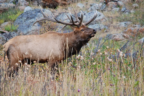 A mature bull elk bugling