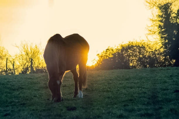 istock Winter horse II 1414461478
