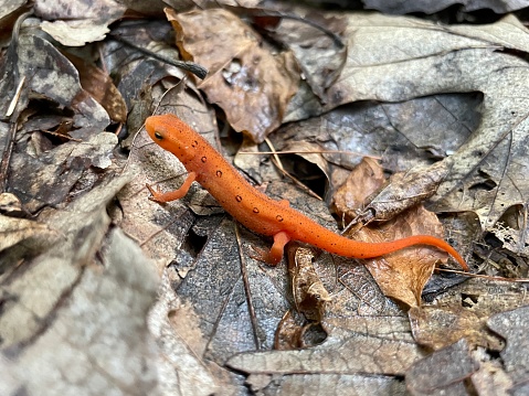 Commonly known as the eastern newt, It frequents small lakes, ponds, and streams or nearby wet forests. The eastern newt produces tetrodotoxin, which makes the species unpalatable to predatory fish and crayfish. It has a lifespan of 12 to 15 years in the wild, and it may grow to 5 in in length.