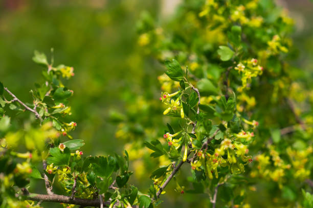 istock blackcurrant bush blooming in spring yellow flowers 1414462063