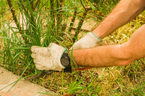 istock garden shears cut the grass 1414462727