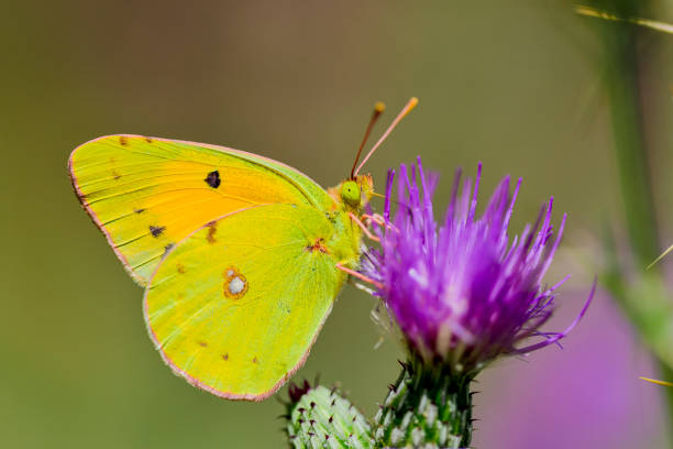 The Colias croceus butterfly is a species of the Pieridae family Yellow butterfly (Colias croceus) feeding on flower nectar on light background. butterfly colias hyale stock pictures, royalty-free photos & images