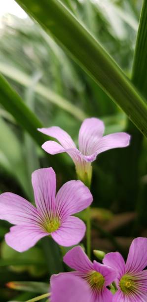 istock Tropical Pink Flower 1414465197