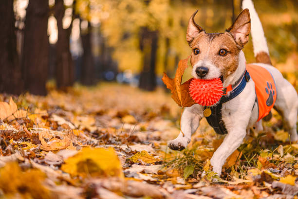 feliz cachorro engraçado brincando buscar ao ar livre no parque acidentalmente carregando folha de outono caída na boca - puppy dog toy outdoors - fotografias e filmes do acervo