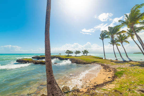 istock Palm trees and blue sea in Bas du Fort shore 1414466386