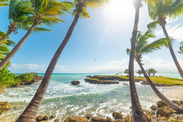istock Tall palm trees by the sea in Bas du Fort shore 1414466567