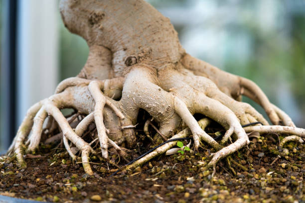 100+ Bonsai Pictures | Download Free Images on Unsplash