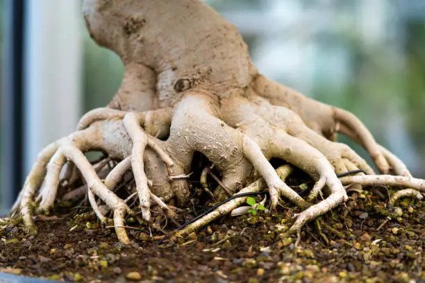 Bonsai tree root, exposed surface roots and the underground root structure