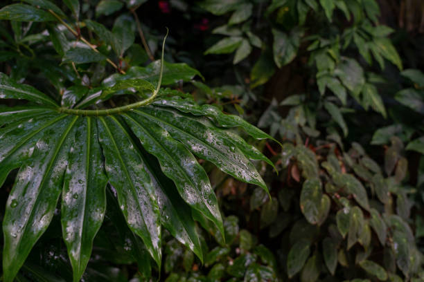 istock Fresh green leaf of Costus, spiral growing. 1414466678