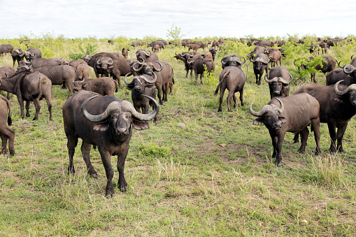 An African Cape buffalo bull (Syncerus caffer) with big horns is dangerous and aggressive representative of the safari fauna, Kruger National Park, South Africa.