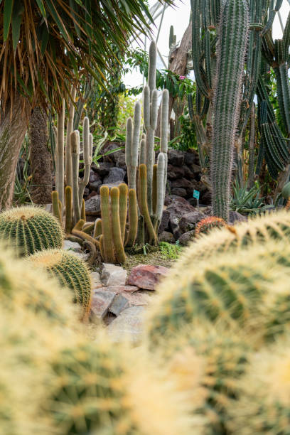 istock Different types of cactus in a Botanic garden. 1414466781