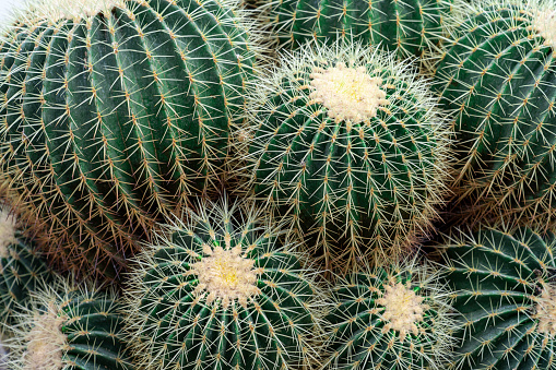 Golden barrel cactus from  southern Arizona