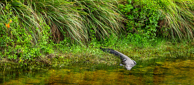 Alligator entering the water in Everglades National Park. Florida, USA