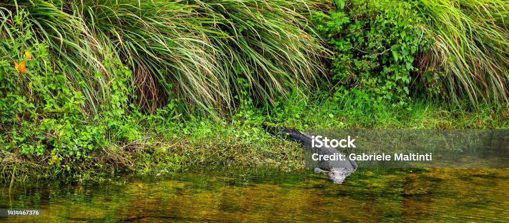 Alligator entering the water in Everglades National Park Alligator entering the water in Everglades National Park. Florida, USA Swamp Stock Photo