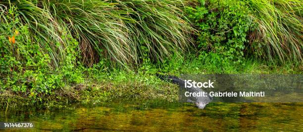 Alligator Entering The Water In Everglades National Park Stock Photo - Download Image Now