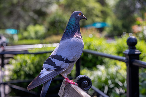 Beautiful city pigeon sitting on a park bench in a New York public park