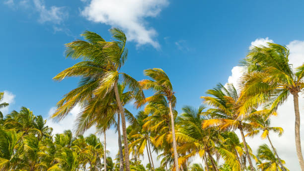 istock Palm trees under a blue sky with clouds in Guadeloupe 1414467589