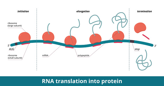 Stages of protein (polypeptide) synthesis: initiation, elongation, termination. Ribosome moves along mRNA, sequence of amino acids becomes longer and is released.