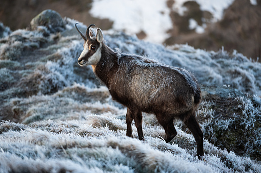 Chamois in the Vosges mountains in France.\nThe photo was taken at sunrise.\nIt was during the winter. You can see the frost on the grass and on the animal's coat.