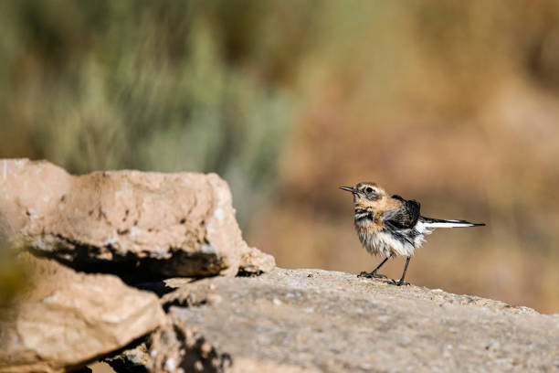 Oenanthe hispanica - The blond wheatear is a species of passerine bird in the Muscicapidae family Oenanthe hispanica - The blond wheatear is a species of passerine bird in the Muscicapidae family. oenanthe hispanica stock pictures, royalty-free photos & images