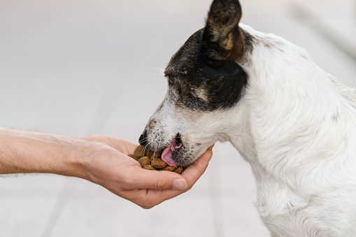 Close up shot of a black and white dog eating kibble dog food from man's hand.
