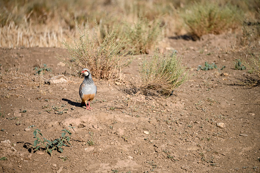 Red partridge or Alectoris rufa, galliform bird of the Phasianidae family.