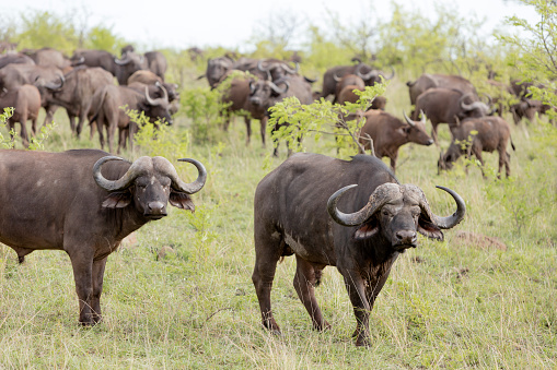 An African Cape buffalo bull (Syncerus caffer) with big horns is dangerous and aggressive representative of the safari fauna, Kruger National Park, South Africa.