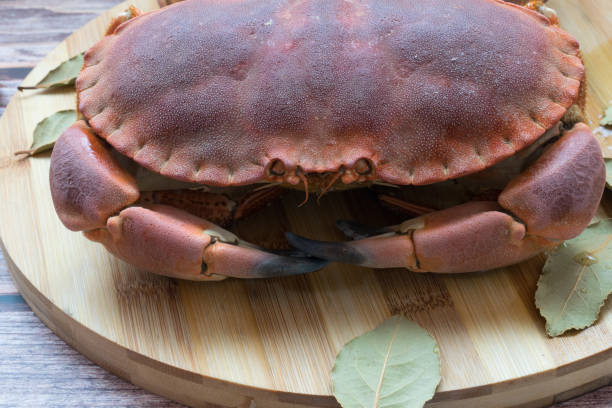 istock Portrait of a big cooked crab 1414469264