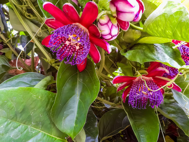 Passiflora Quadrangularis - Passion fruit flower.