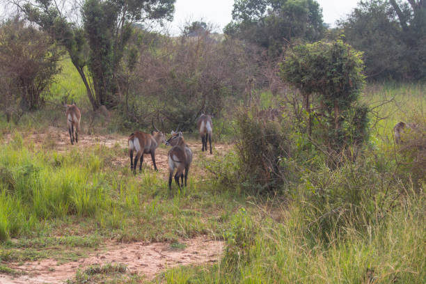 istock antelope at Murchison falls national park in Uganda 1414471909