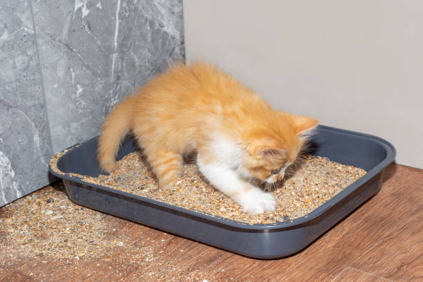 istock red kitten rakes sand in the cat litter box. Potty training a kitten 1414473368