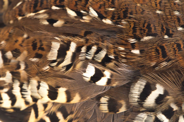 istock A female barred button quail or common bustard-quail Turnix suscitator on white background 1414474829