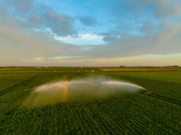 Irrigation on a field of potatoes during a long period of drought stock photo