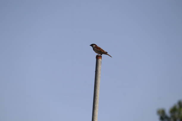 istock The variety of Birds 1414476606