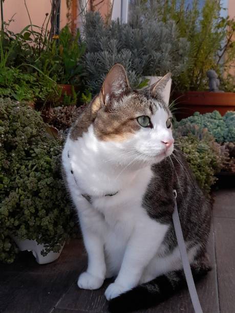 istock Simba cat calmly enjoying his garden 1414477838