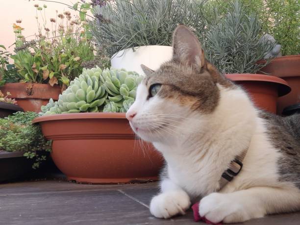 istock Simba cat calmly enjoying his garden 1414477844