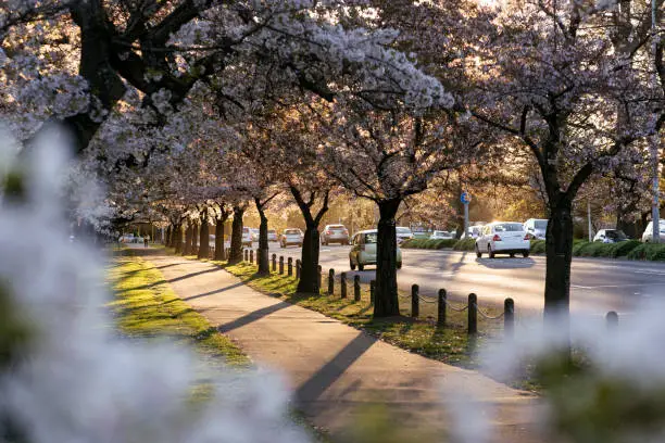 Hagley Park North during spring season with cherry blossoms. Christchurch City, New Zealand, South Island