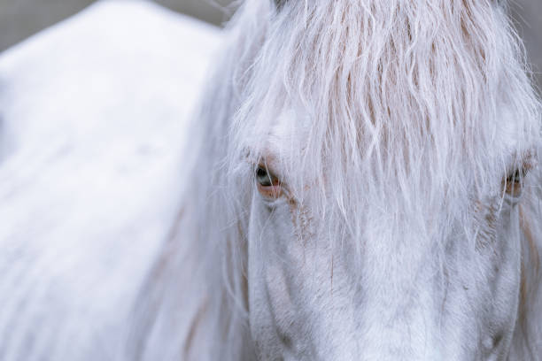 istock Beautiful albino white horse with blue eyes 1414479429