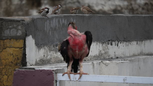 istock The variety of Birds 1414479554