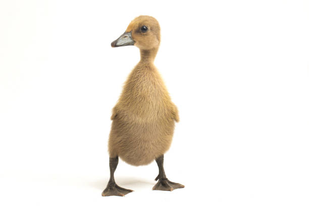 istock Grey cute duckling indian runner duck on a white background 1414480460