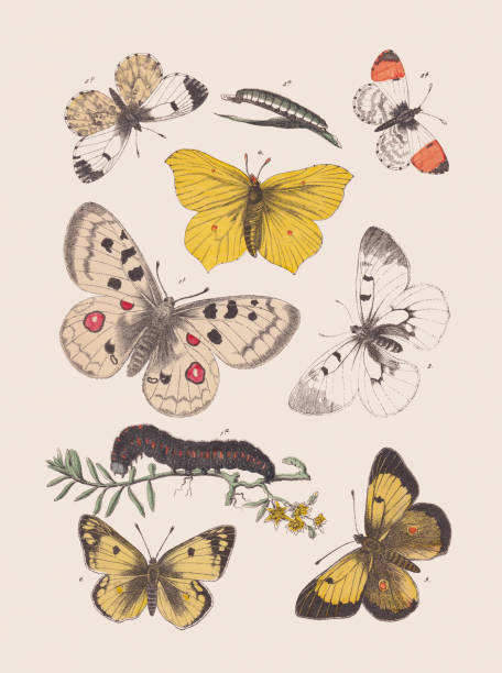 Butterflies (Papilionidae, Pieridae), hand colored lithograph, published in 1881 Butterflies (Papilionidae, Pieridae): 1a+b) Apollo (Parnassius apollo) and caterpillar (1a); 2) Clouded Apollo (Parnassius mnemosyne); 3a-c) Orange tip (Anthocharis cardamines), male (3b), female (3c), and caterpillar (3a); 4) Brimstone (Gonepteryx rhamni); 5) Clouded yellow (Colias croceus); 6) Pale clouded yellow (Colias hyale). Hand colored lithograph, published in 1881. butterfly colias hyale stock illustrations