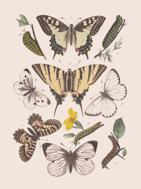 illustrazioni stock, clip art, cartoni animati e icone di tendenza di farfalle (papilionidae; pieridae), litografia colorata a mano, pubblicata nel 1881 - black veined white butterfly