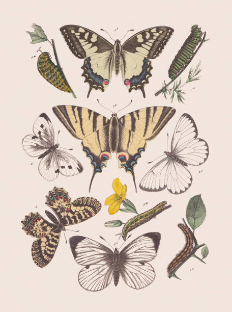 蝶(パピリオニダ科;pieridae)、1881年に出版された手色のリトグラフ - scarce swallowtail点のイラスト素材／クリップアート素材／マンガ素材／アイコン素材